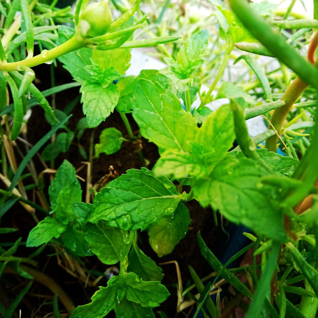 Pudina Chutney